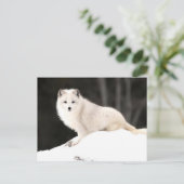 Arctic Fox Briefkaart (Staand voorkant)