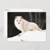 Arctic Fox Briefkaart (Voorkant / Achterkant)