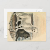 Arctic Fox Briefkaart (Voorkant / Achterkant)