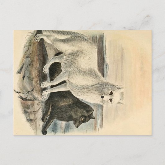 Arctic Fox Briefkaart (Voorkant)