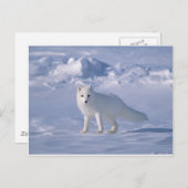 Arctic Fox Briefkaart (Voorkant / Achterkant)