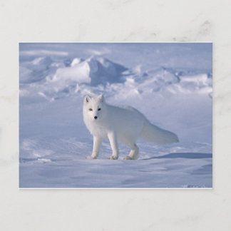 Arctic Fox Briefkaart