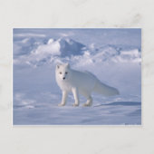 Arctic Fox Briefkaart (Voorkant)