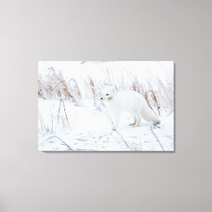 Arctic Fox Canvas Afdruk