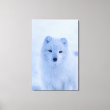 Arctic Fox Canvas afdrukken