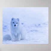 Arctic Fox, IJsland Poster (Voorkant)