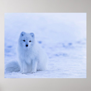 Arctic Fox, IJsland Poster