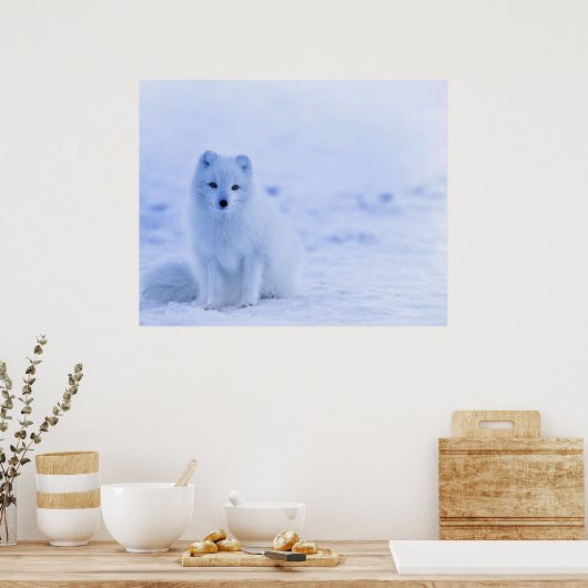 Arctic Fox, IJsland Poster (Keuken)