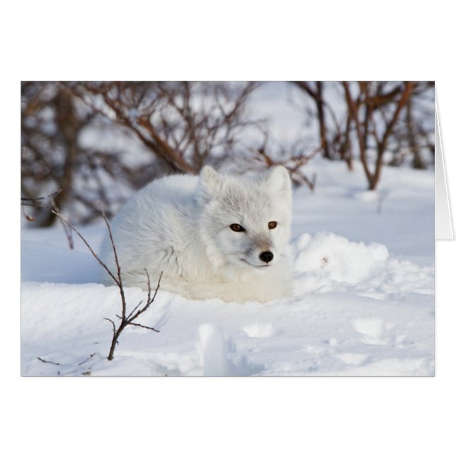 Arctic Fox in winter (Voorkant Horizontaal)