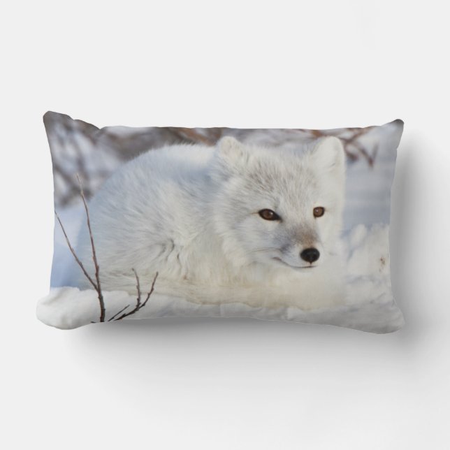 Arctic Fox in winter Kussen (Voorkant)