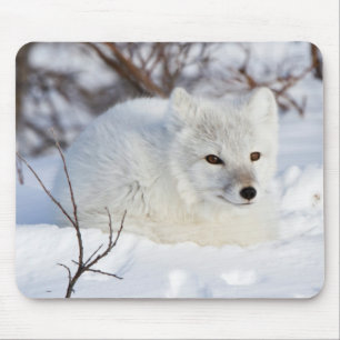 Arctic Fox in winter Muismat