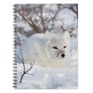 Arctic Fox in winter Notitieboek