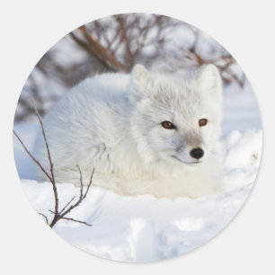 Arctic Fox in winter Ronde Sticker