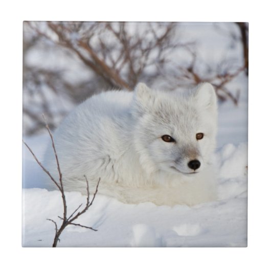 Arctic Fox in winter Tegeltje (Voorkant)