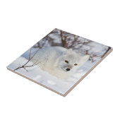 Arctic Fox in winter Tegeltje (Zijkant)