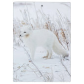 Arctic Fox Klembord (Achterkant)