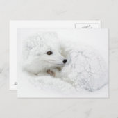 Arctic Fox kromp in de winter Briefkaart (Voorkant / Achterkant)