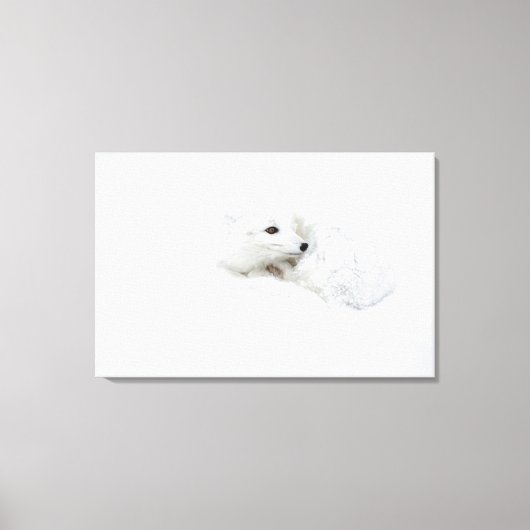 Arctic Fox kromp in de winter Canvas Afdruk (Voorkant)