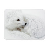 Arctic Fox kromp in de winter Magneet (Horizontaal)