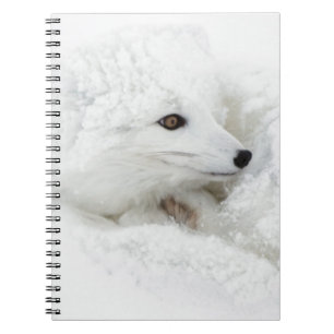 Arctic Fox kromp in de winter Notitieboek