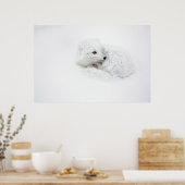 Arctic Fox kromp in de winter Poster (Keuken)