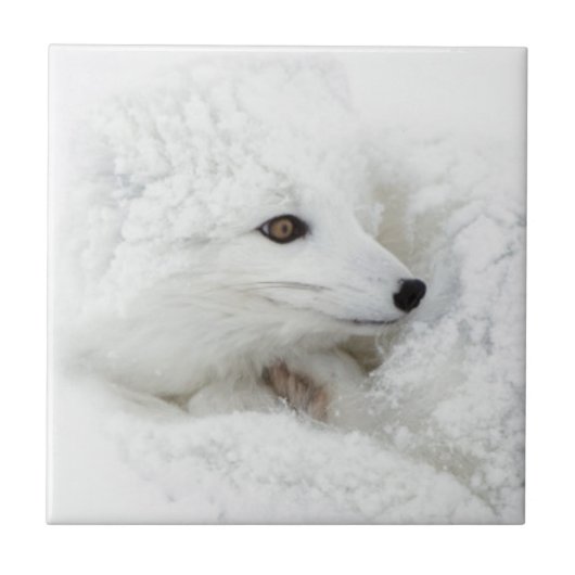 Arctic Fox kromp in de winter Tegeltje (Voorkant)