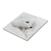 Arctic Fox kromp in de winter Tegeltje (Zijkant)