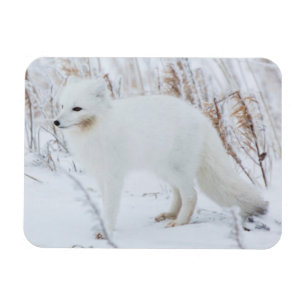 Arctic Fox Magneet
