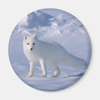 Arctic Fox Magneet