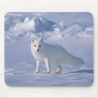 Arctic Fox Muismat
