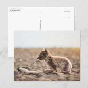 Arctic Fox Natuur Foto Briefkaart