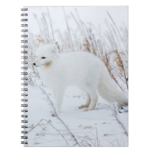 Arctic Fox Notitieboek