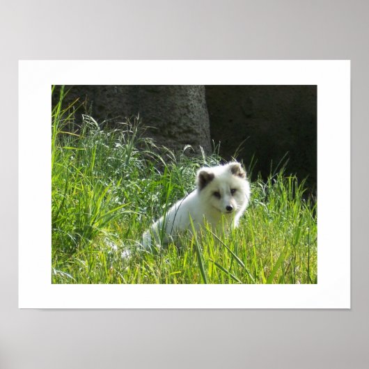Arctic Fox Poster (Voorkant)