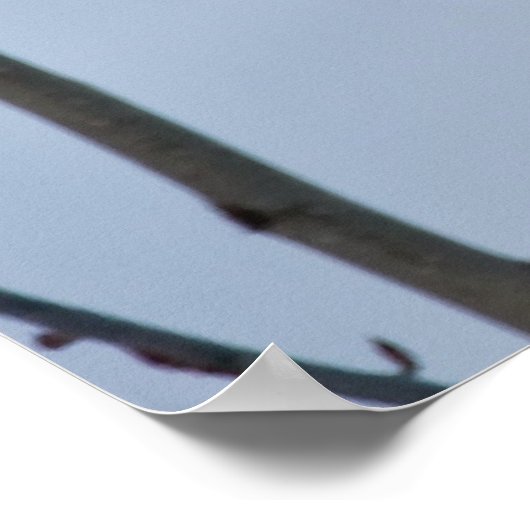 Arctic Fox Poster (Hoek)