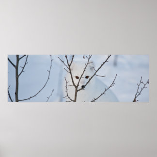 Arctic Fox Poster