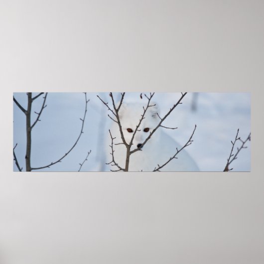 Arctic Fox Poster (Voorkant)