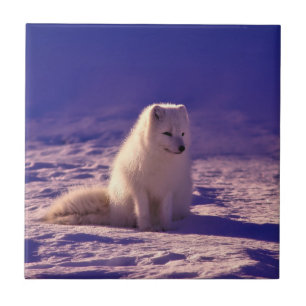 Arctic Fox Tegeltje