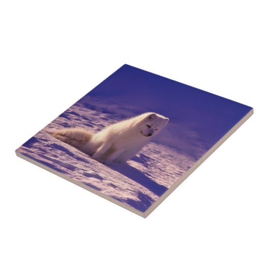 Arctic Fox Tegeltje (Zijkant)