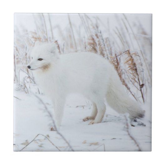 Arctic Fox Tegeltje (Voorkant)