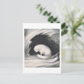 Arctic Fox uit 'Narrative of a Second Reyage in Briefkaart (Staand voorkant)