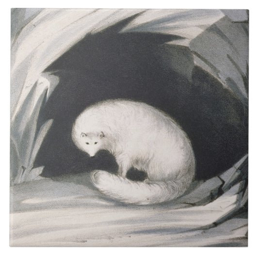 Arctic Fox uit 'Narrative of a Second Reyage in Tegeltje (Voorkant)