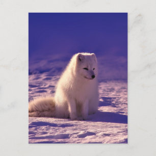 Arctic Fox Winter Snow Landscape Briefkaart