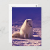 Arctic Fox Winter Snow Landscape Briefkaart (Voorkant / Achterkant)