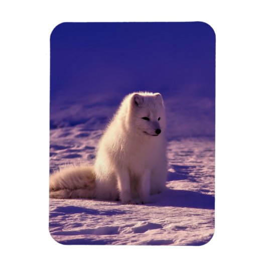 Arctic Fox Winter Snow Landscape Magneet (Verticaal)