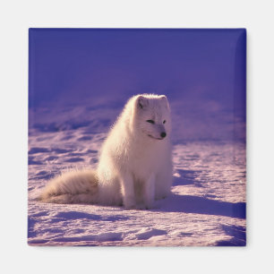 Arctic Fox Winter Snow Landscape Magneet