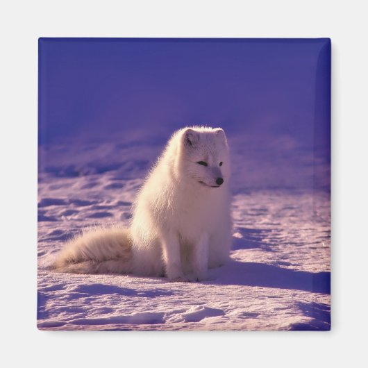 Arctic Fox Winter Snow Landscape Magneet (Voorkant)