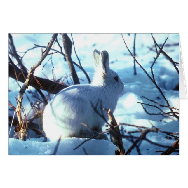 Arctic Hare (Voorkant Horizontaal)