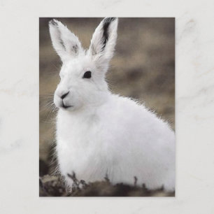Arctic Hare Briefkaart