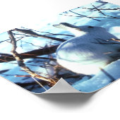 Arctic Hare in fotoformaat Poster (Hoek)