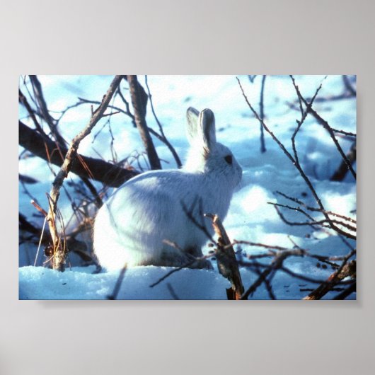 Arctic Hare in fotoformaat Poster (Voorkant)